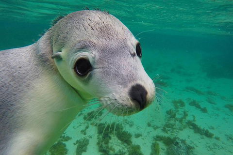 6-Day Eyre Peninsula & Flinders Ranges Adventure Tour - Attractions Sydney 3