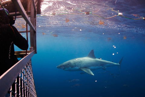 6-Day Eyre Peninsula & Flinders Ranges Adventure Tour - Attractions Sydney 9