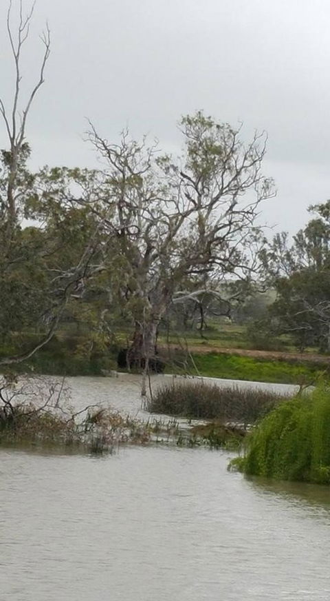 Murray River Riverboat Tour Including Lunch From Adelaide - Attractions Sydney 2