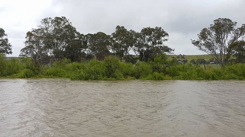 Murray River Riverboat Tour Including Lunch From Adelaide - Attractions Sydney 10