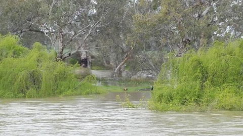 Murray River Riverboat Tour Including Lunch From Adelaide - Attractions Sydney 4