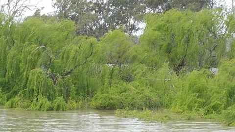 Murray River Riverboat Tour Including Lunch From Adelaide - Attractions Sydney 5