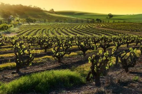 Adelaide Super Saver: Adelaide City Sightseeing Tour Plus Barossa Valley And Hahndorf Tour - Attractions Sydney 1