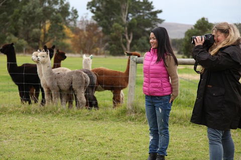 Alpaca Farm 2 Hour Tour - Attractions Sydney 1