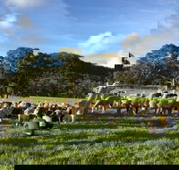 Alpaca Farm 2 hour Tour - Attractions Sydney