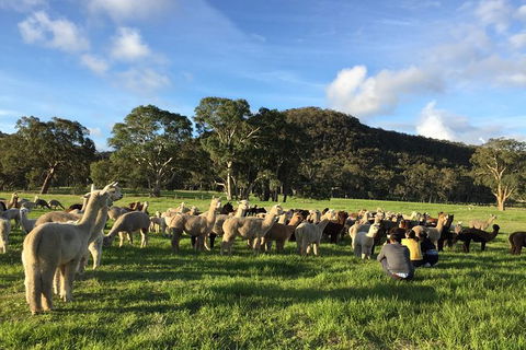 Alpaca Farm 2 Hour Tour - Attractions Sydney 0
