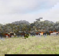 Waitpinga Farm Quad-Bike Tour - Attractions Sydney