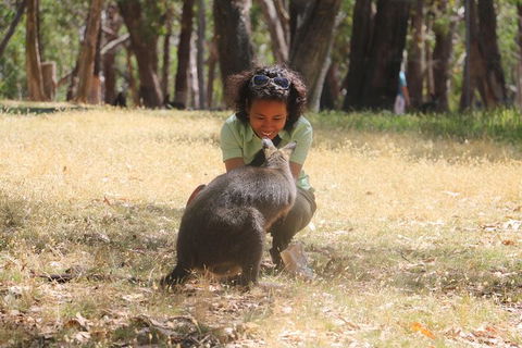 Shore Excursion: Adelaide City Sights, Cleland Wildlife, Mount Lofty, Penfolds - Attractions Sydney 1