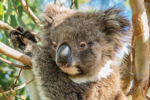Shore Excursion: Adelaide City Sights, Cleland Wildlife, Mount Lofty, Penfolds - Attractions Sydney 2