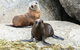 Victor Harbor And McLaren Vale Wine Region Day Tour - thumb 1