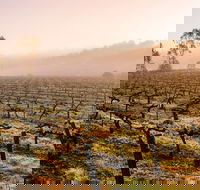 Barossa Valley Private Tour It's your tour the way you want it. - Attractions Sydney