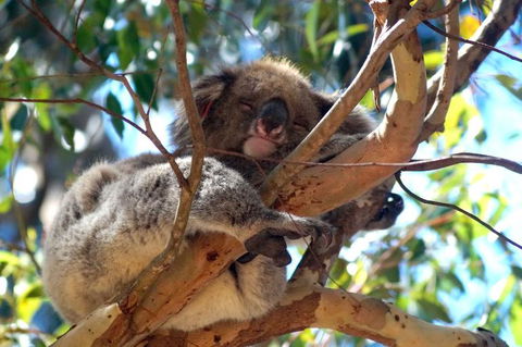 2-Day Kangaroo Island Tour From Adelaide - Attractions Sydney 13