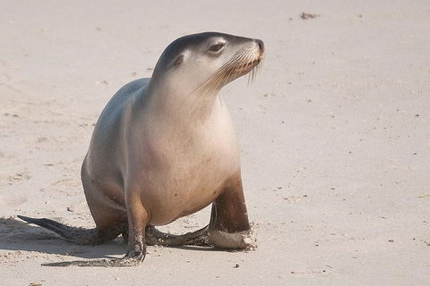 2-Day Kangaroo Island Tour From Adelaide - Attractions Sydney 1