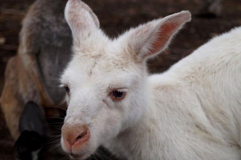 2-Day Kangaroo Island Tour From Adelaide - Attractions Sydney 16