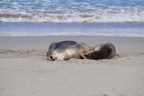 2-Day Kangaroo Island Tour From Adelaide - Attractions Sydney 18
