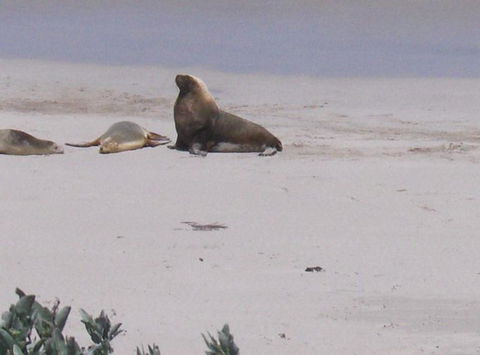 2-Day Kangaroo Island Tour From Adelaide - Attractions Sydney 21