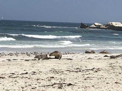 2-Day Kangaroo Island Tour From Adelaide - Attractions Sydney 4