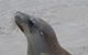 2-Day Kangaroo Island Tour From Adelaide - thumb 9