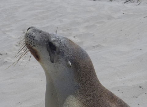 2-Day Kangaroo Island Tour From Adelaide - Attractions Sydney 9