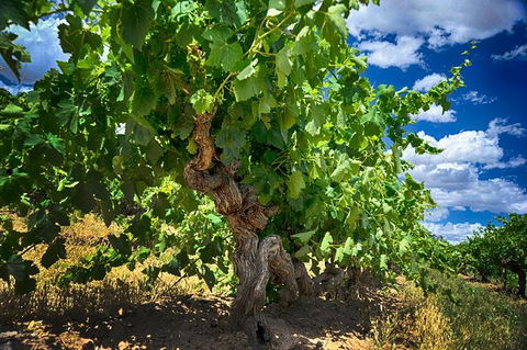 Small Tour Barossa Valley Voyager Tour From Adelaide Or Glenelg - Attractions Sydney 2