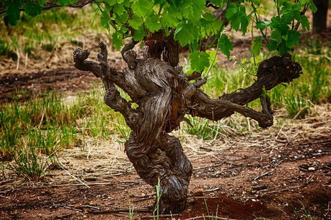 Small Tour Barossa Valley Voyager Tour From Adelaide Or Glenelg - Attractions Sydney 11
