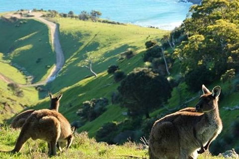 McLaren Vale And Fleurieu Peninsula Day Trip By 4WD Including Gourmet Picnic Lunch - Attractions Sydney 1