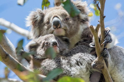 3-Day Adelaide To Melbourne Overland Trip Through Grampians And Great Ocean Road - Attractions Sydney 3