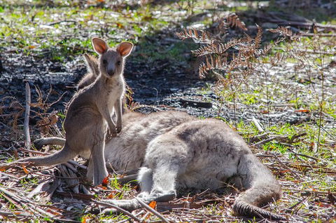 3-Day Adelaide To Melbourne Overland Trip Through Grampians And Great Ocean Road - Attractions Sydney 10