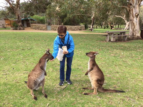 Adelaide Highlights And Hahndorf Tour With Optional River Cruise - Attractions Sydney 3