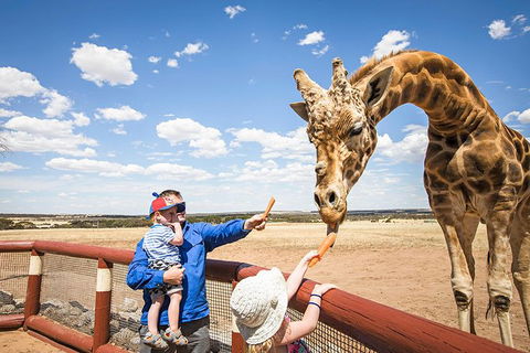 Giraffe Safari And A Day At Monarto Safari Park - Attractions Sydney 0