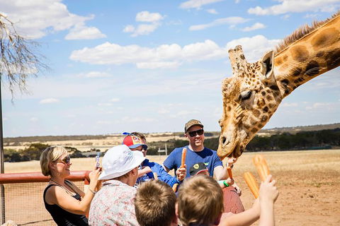 Giraffe Safari And A Day At Monarto Safari Park - Attractions Sydney 1