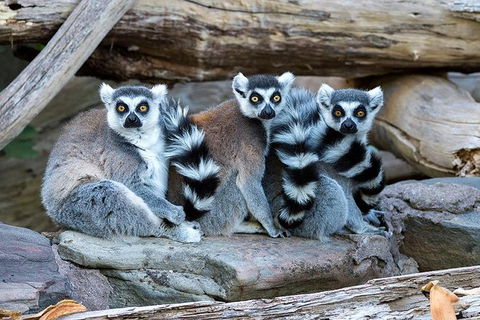 Adelaide Zoo Behind The Scenes Experience: Lemur Feeding - Attractions Sydney 1