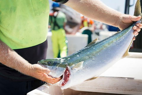 Exceptional Port Lincoln, Seafood And Wildlife Tour - Attractions Sydney 9