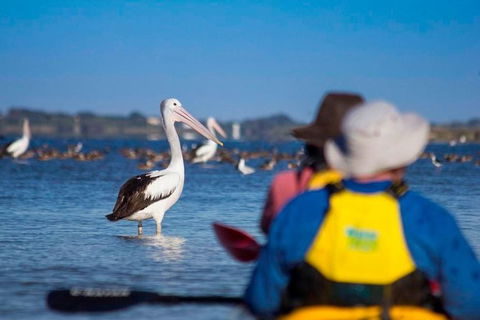 Half-Day Kayaking Tour In Coorong National Park - Attractions Sydney 1