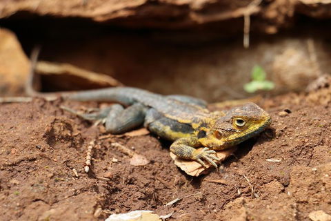 Morialta Wilderness And Wildlife Hike - Day Trip From Adelaide - Attractions Sydney 1