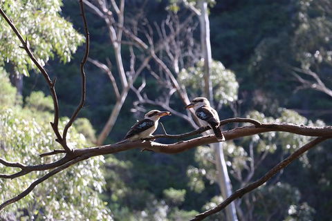 Morialta Wilderness And Wildlife Hike - Day Trip From Adelaide - Attractions Sydney 5