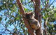 Morialta Wilderness And Wildlife Hike - Day Trip From Adelaide - thumb 3