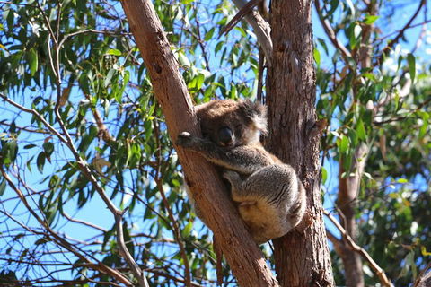 Morialta Wilderness And Wildlife Hike - Day Trip From Adelaide - Attractions Sydney 3