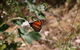 Morialta Wilderness And Wildlife Hike - Day Trip From Adelaide - thumb 4