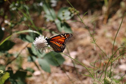 Morialta Wilderness And Wildlife Hike - Day Trip From Adelaide - Attractions Sydney 4