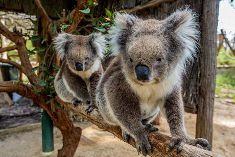 Cleland Wildlife Park Tour From Adelaide Including Mount Lofty Summit - Attractions Sydney 0