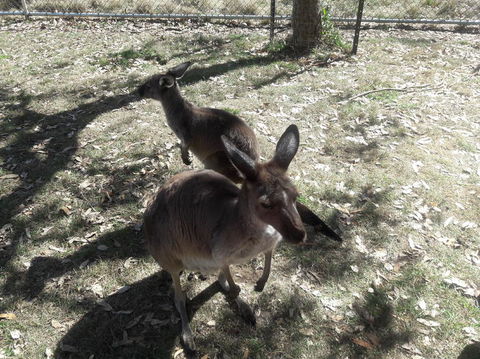 Cleland Wildlife Park Tour From Adelaide Including Mount Lofty Summit - Attractions Sydney 3
