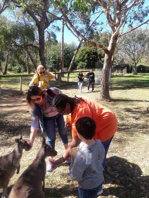 Cleland Wildlife Park Tour From Adelaide Including Mount Lofty Summit - Attractions Sydney 2