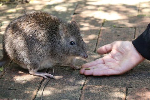 Cleland Wildlife Park Tour From Adelaide Including Mount Lofty Summit - Attractions Sydney 8
