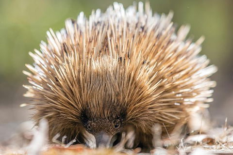 Cleland Wildlife Park Tour From Adelaide Including Mount Lofty Summit - Attractions Sydney 10