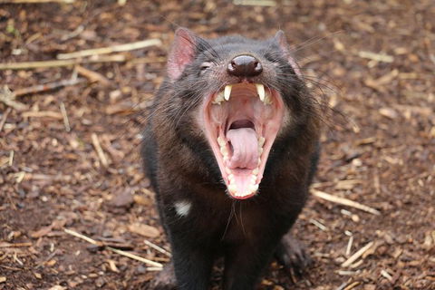 Cleland Wildlife Park Tour From Adelaide Including Mount Lofty Summit - Attractions Sydney 6