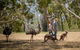 Cleland Wildlife Park Tour From Adelaide Including Mount Lofty Summit - thumb 5