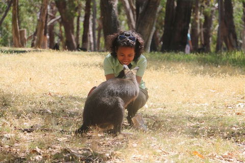 Cleland Wildlife Park Tour From Adelaide Including Mount Lofty Summit - Attractions Sydney 7