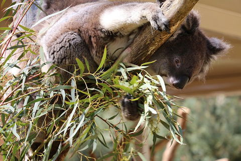 Cleland Wildlife Park Tour From Adelaide Including Mount Lofty Summit - Attractions Sydney 9