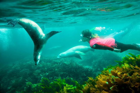 3 Day Port Lincoln And Coffin Bay Tour - Attractions Sydney 12